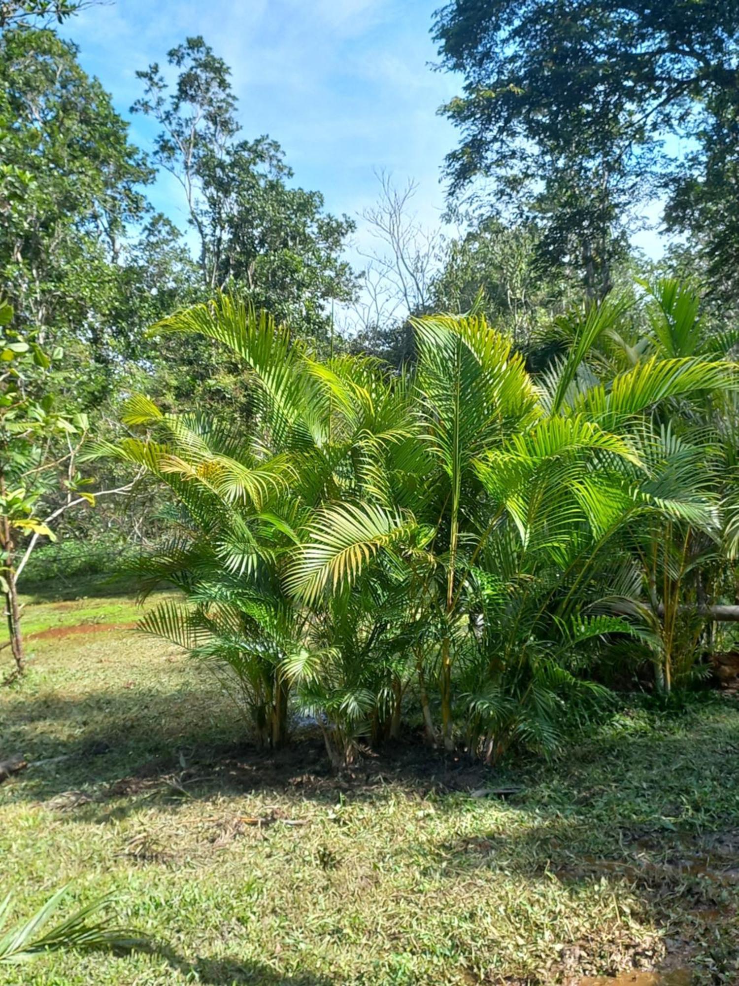 Recanto Dos Lobosco Villa Araquari Eksteriør bilde